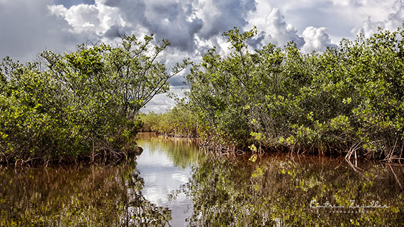 Landschaftsfotografie Florida Everglades 2