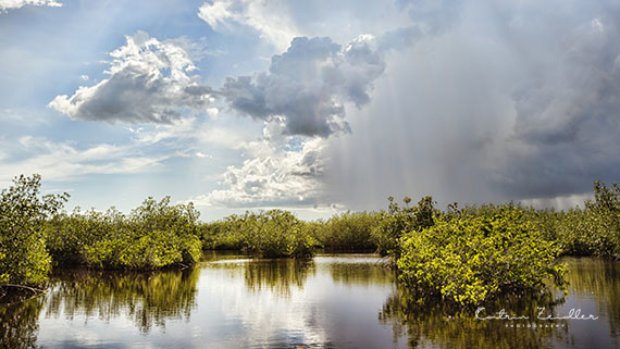Landschaftsfotografie Florida Everglades 3