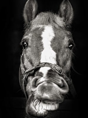Tierporträt - das lächelnde Pferd